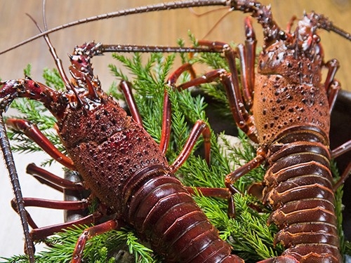 伊勢海老解禁！【期間限定伊勢海老堪能プラン】活け伊勢海老付き会席料理をお部屋食で