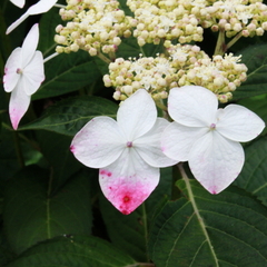 【伊豆四季の花公園】あじさい苑