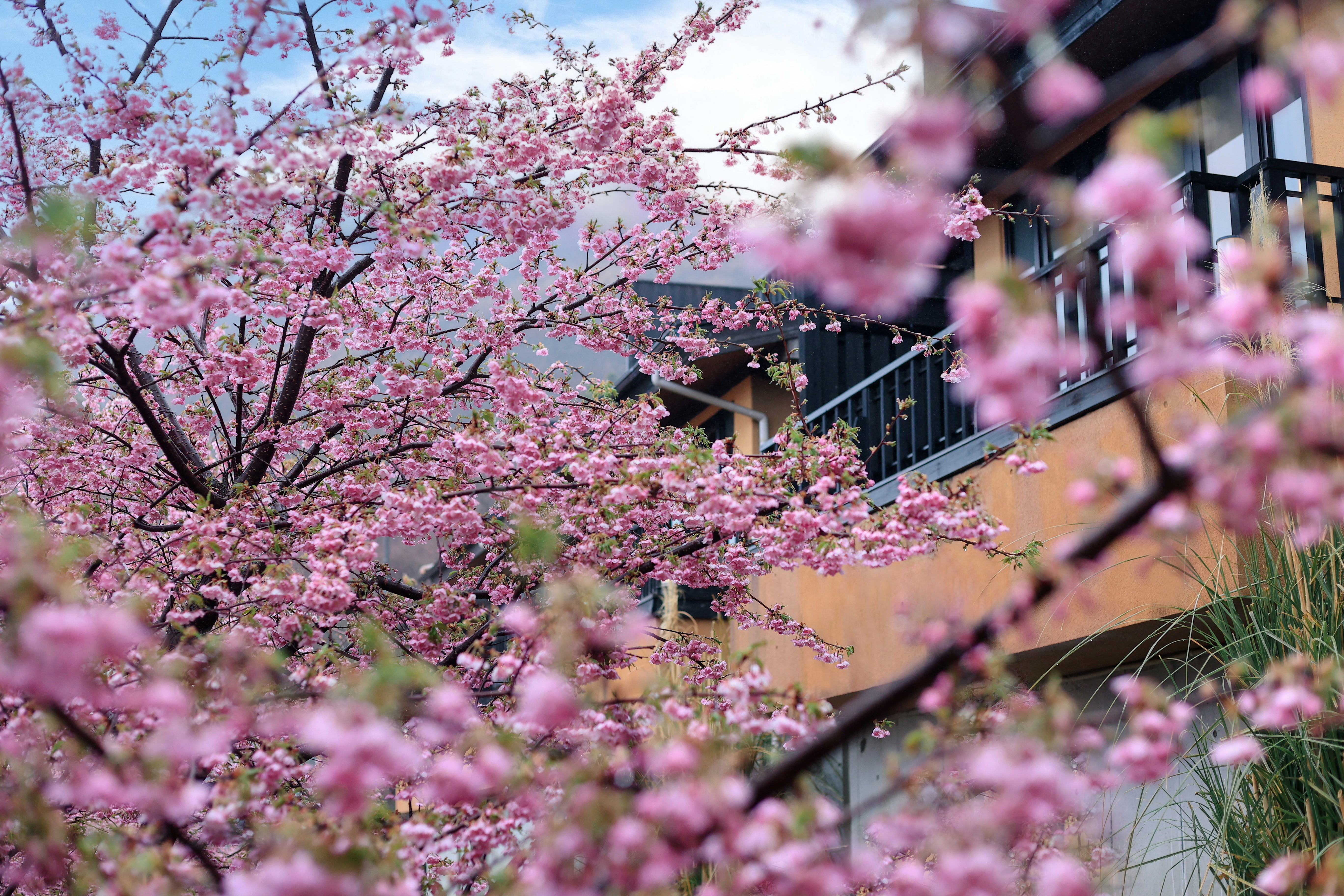 河津桜