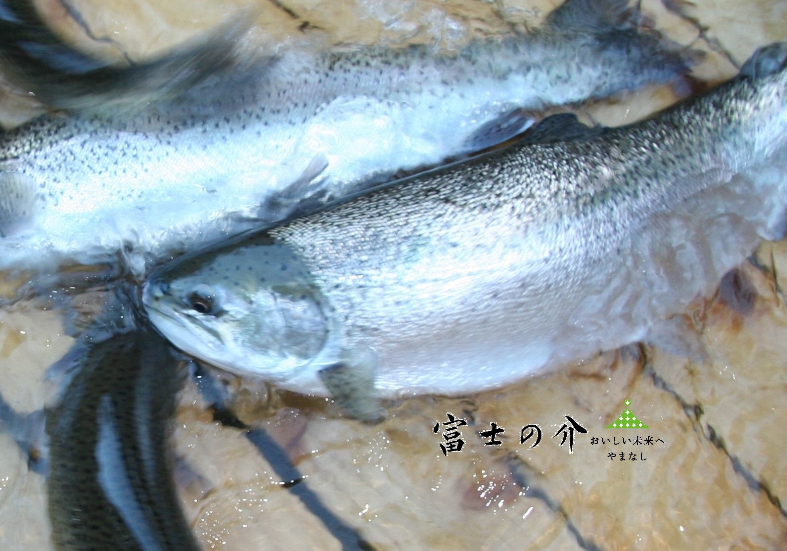 鍋物：豚陶板焼き 富士の介、キングサーモンの血を引く世界初の山梨県ブランド高級魚。一組限定貸切風呂