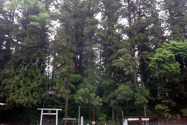 一宮神社の大杉。一宮神社の社叢・山梨県指定天然記念物。