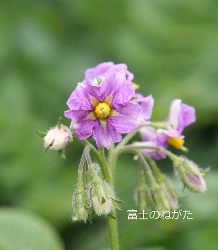 「富士のねがた」の花です、江戸時代から続く希少品種である在来種ジャガイモ。