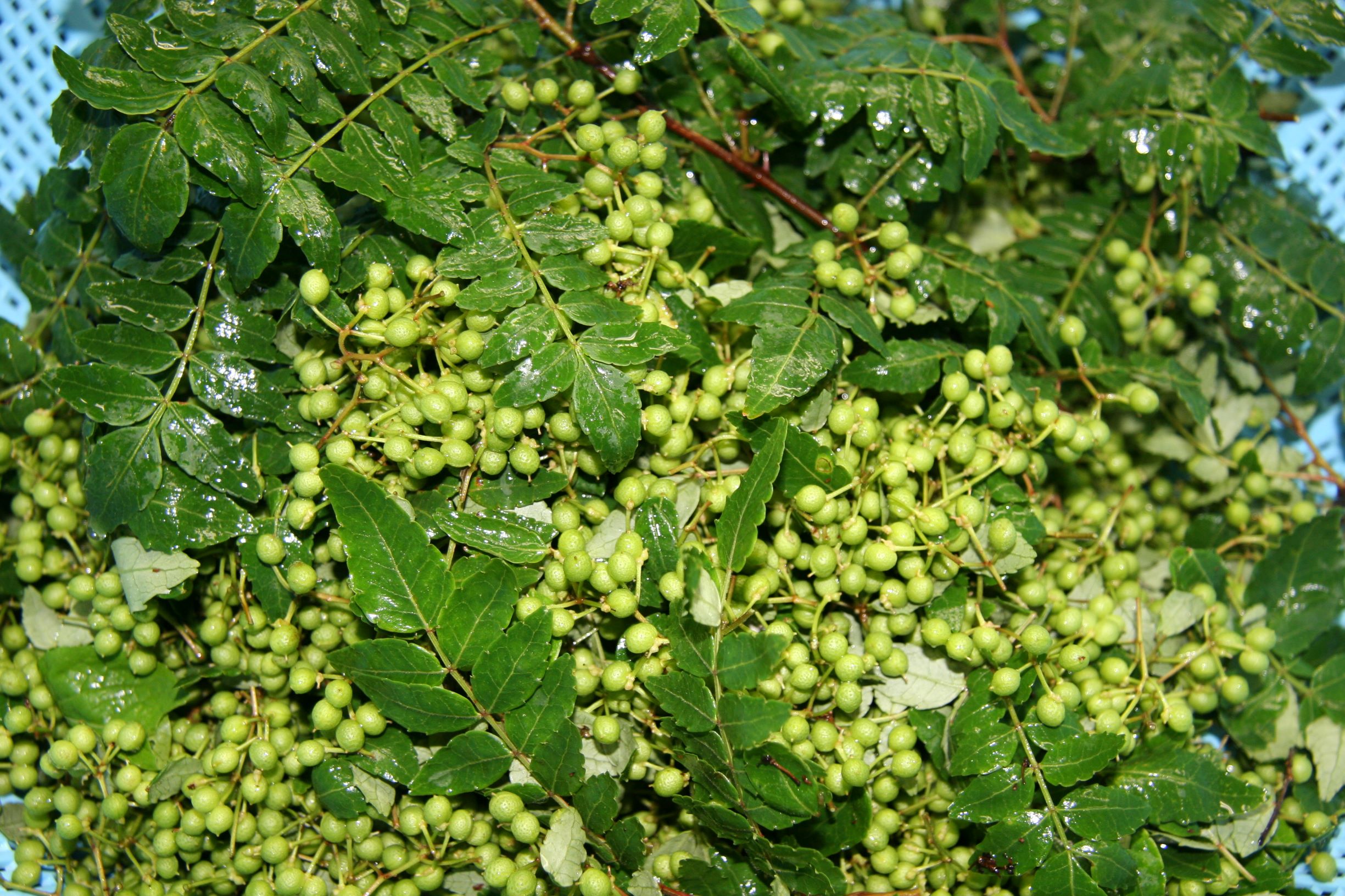 柔らかい実山椒収穫