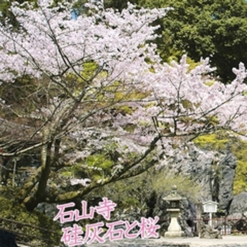 石山寺の桜