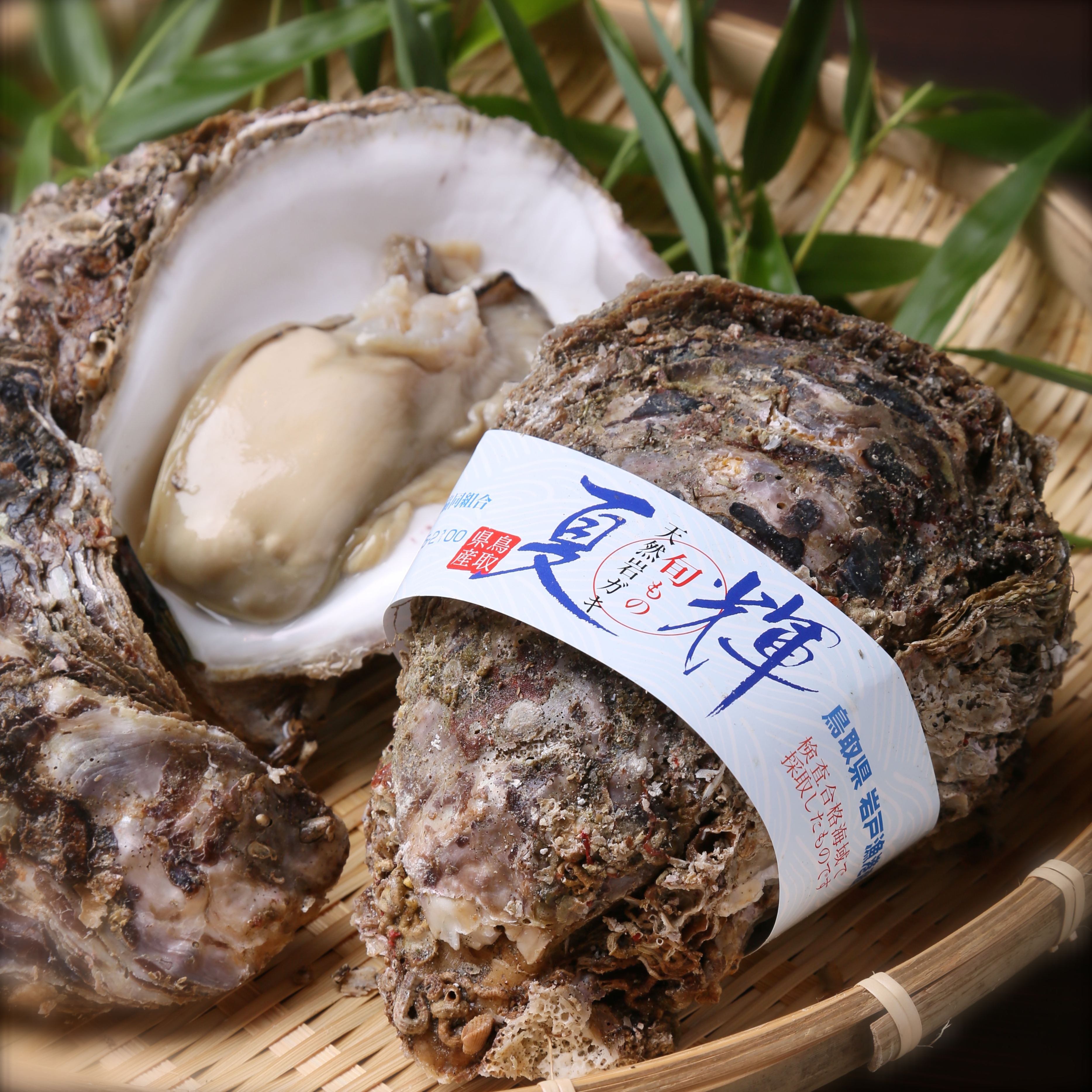 夏が旬の岩ガキは「海のミルク」と称される鳥取の名産品です。写真提供：鳥取県