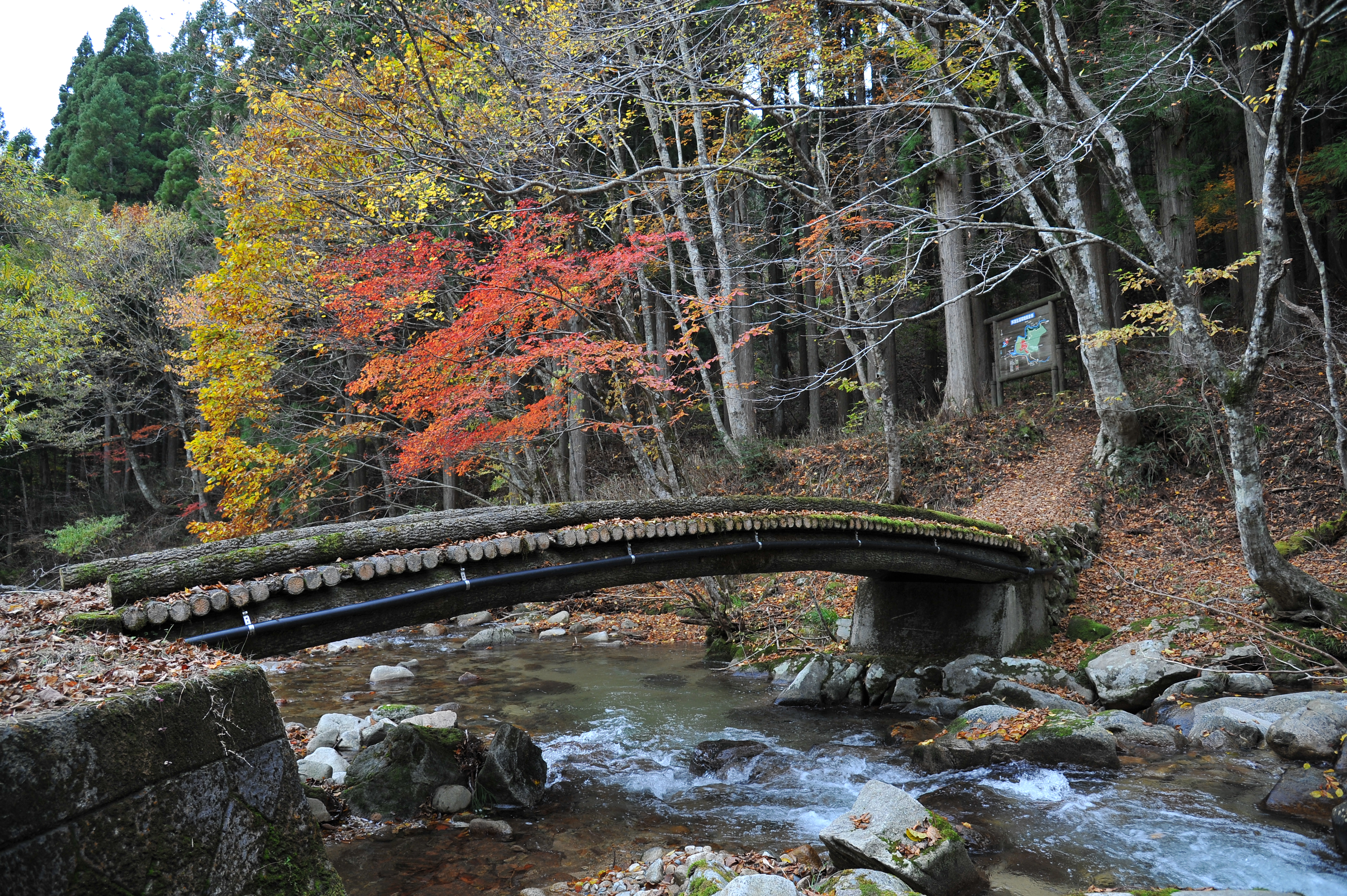 国定公園に指定されている芦津渓谷は、千代川の源流域に広がる美しい渓谷です。写真提供：鳥取県