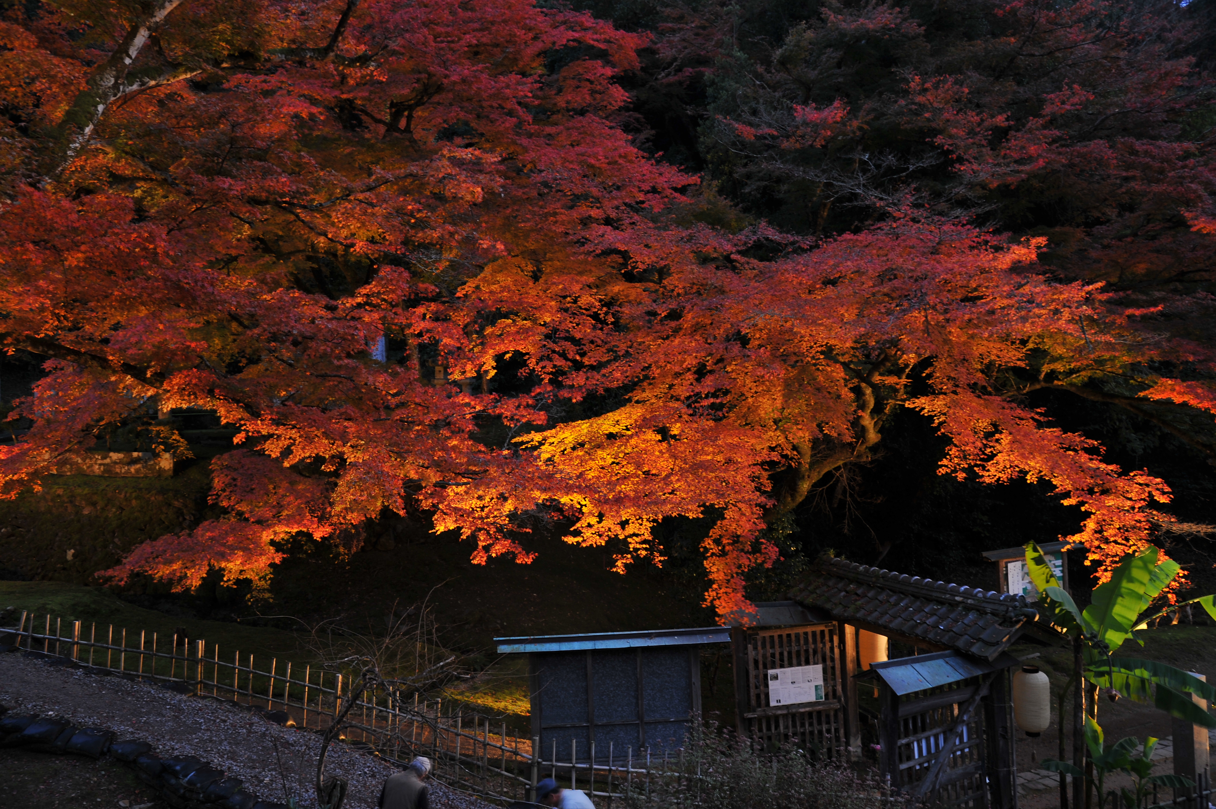 豊かな四季に恵まれた鳥取藩主池田家墓所。写真提供：鳥取県