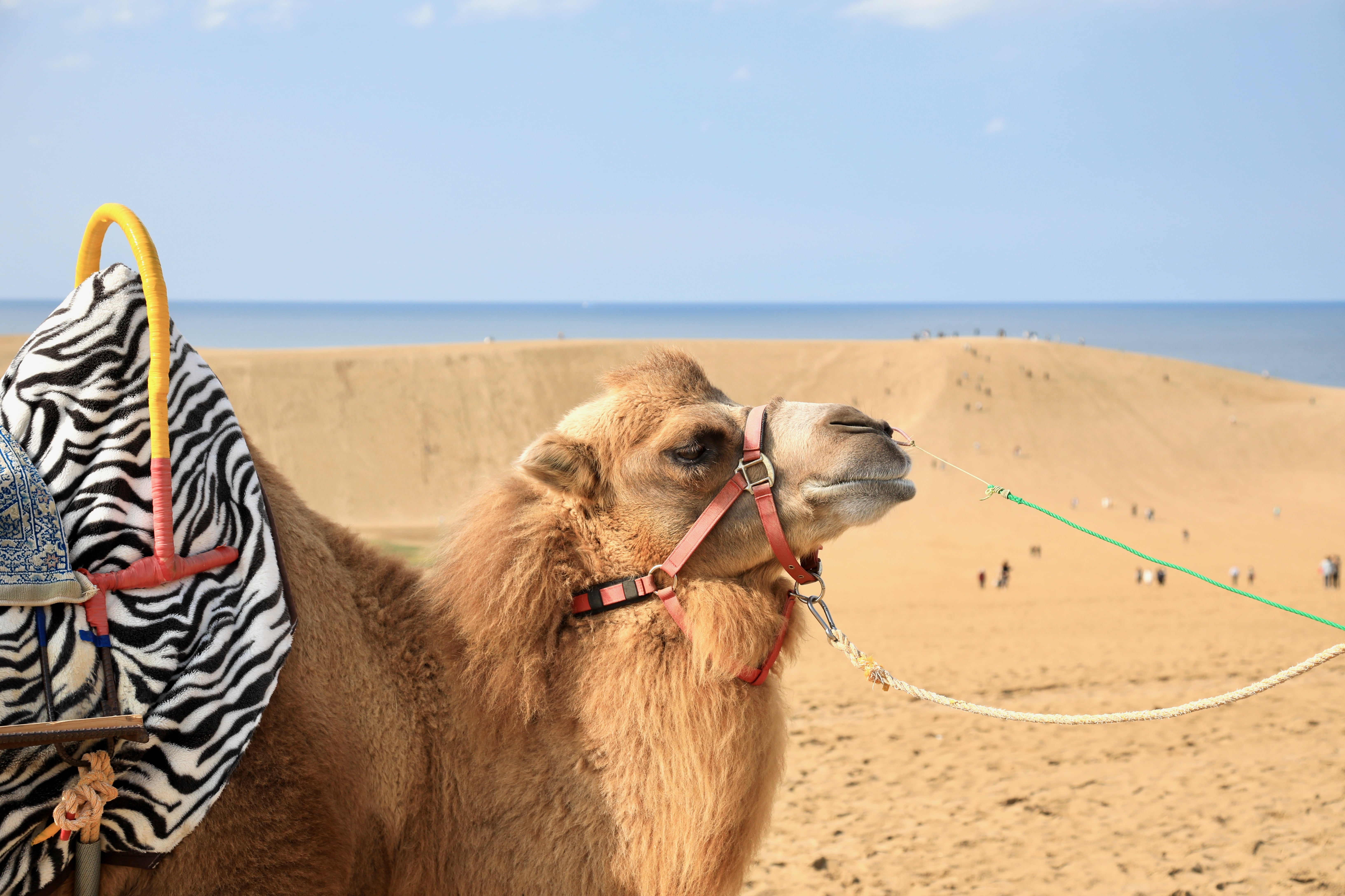 当館から車で約15分。鳥取砂丘ではラクダとの写真撮影ができます！写真提供：鳥取県
