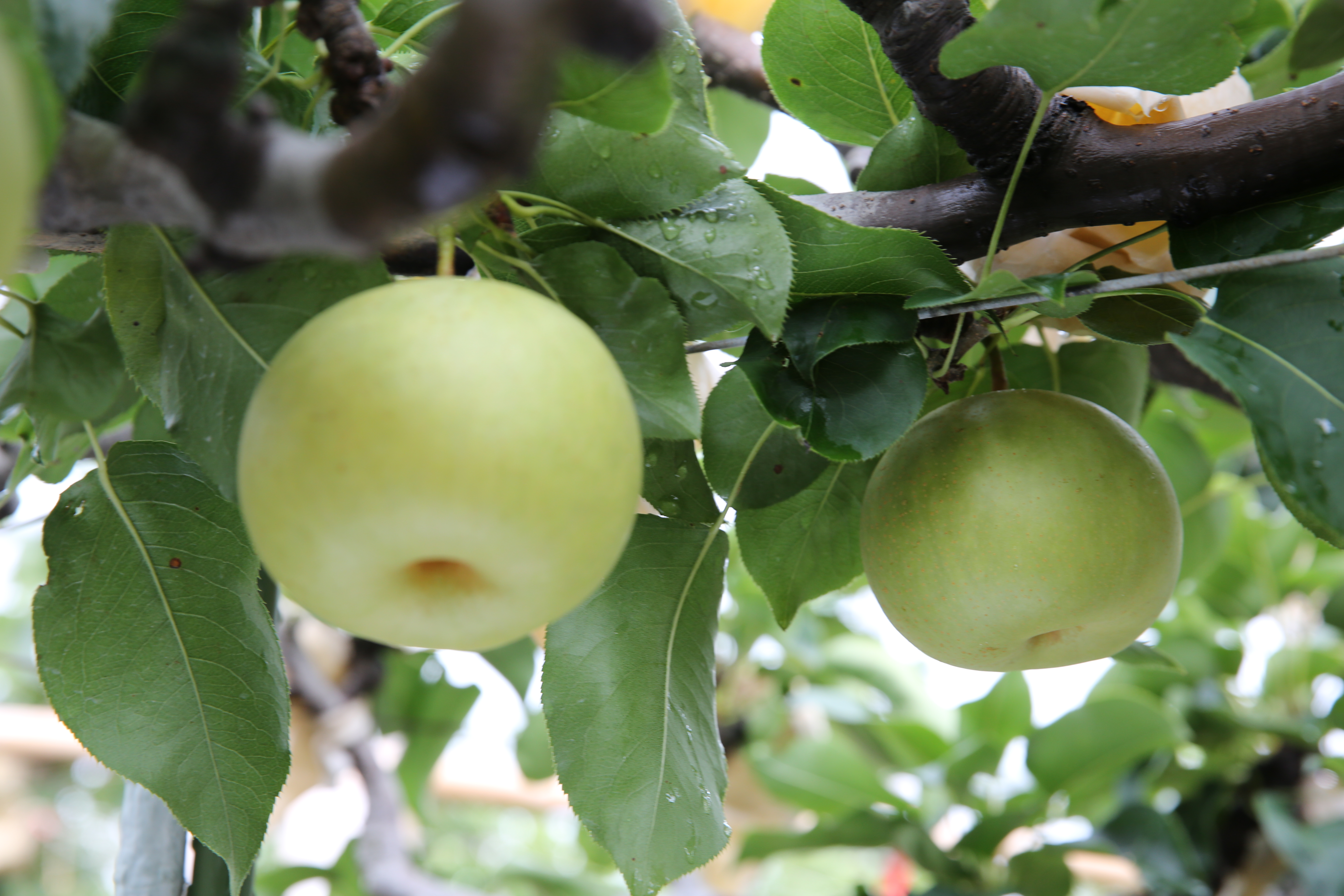 二十世紀梨は、口に入れると自然にとけるような美味しさで知られる鳥取県の名産品です。写真提供：鳥取県