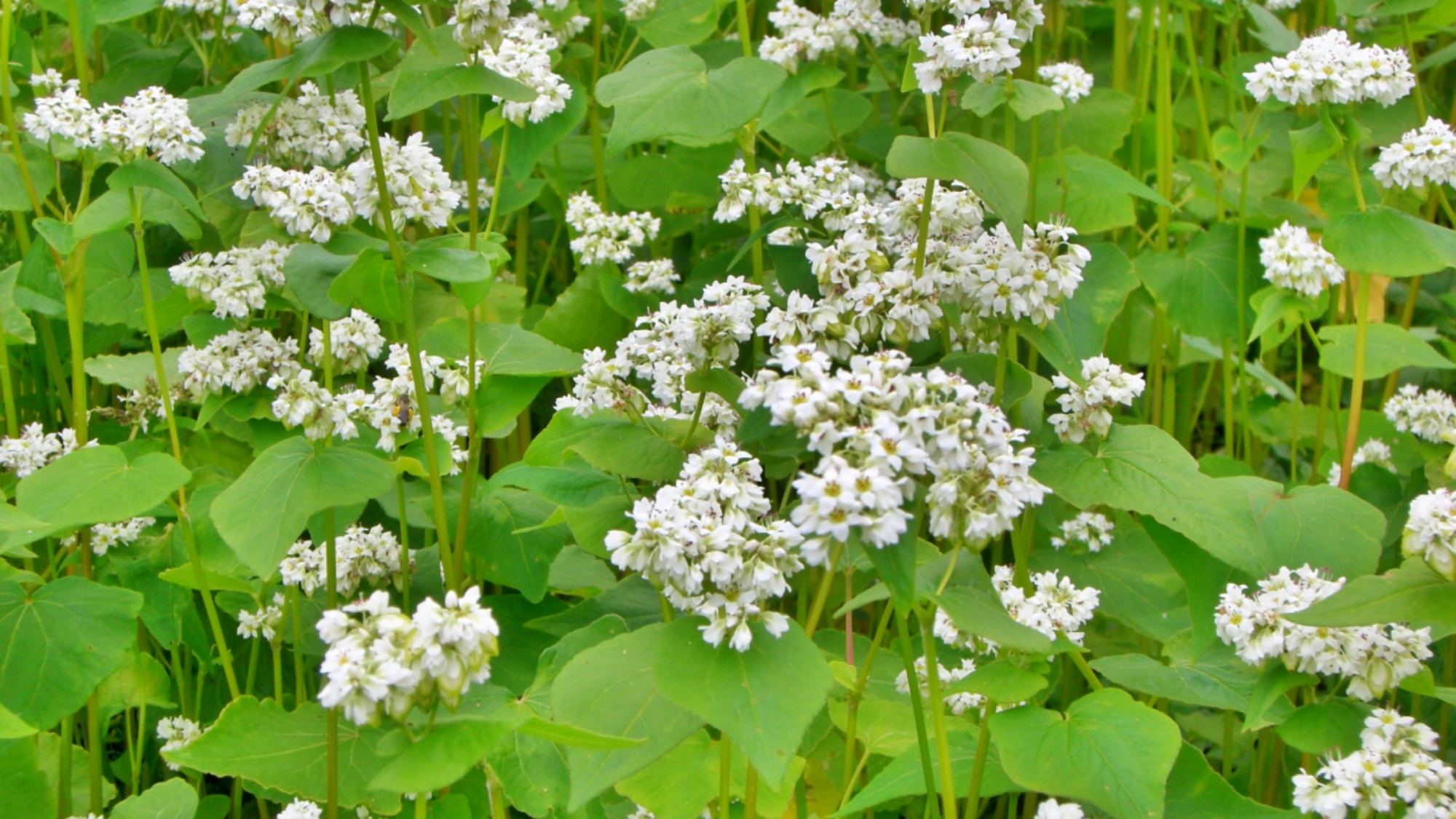 戸隠のそば畑が迎えてくれる、夏の風景。