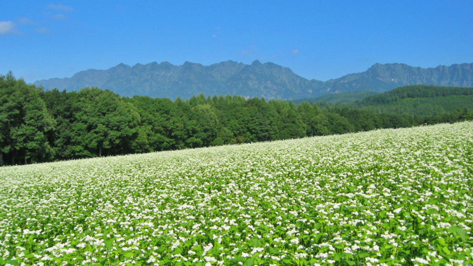 戸隠のそば畑が迎えてくれる、夏の風景。