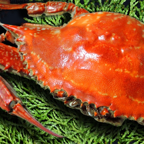 ■カニ釜飯＋カニ刺し♪■お得にカニを満喫したいな！そんなあなたにも満足のお手頃御膳はじめました♪