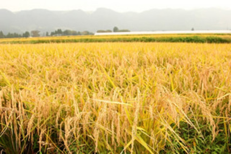 阿蘇の四季では、自社所有の田畑で野菜やお米を育て、収穫しています。阿蘇の大自然で育った自慢の野菜達を