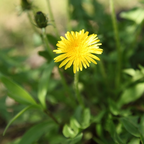 【館内に咲く野の花々】