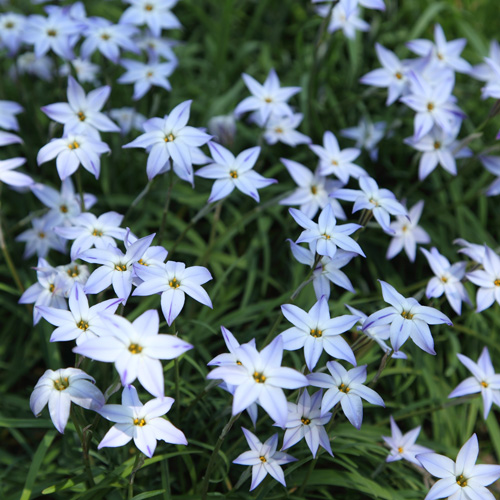 【館内に咲く野の花々】