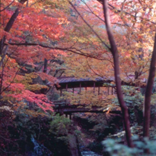 「秋の景色」木々が色づく。この季節こその喜び