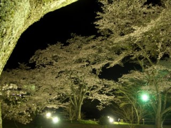 大野ダム公園の夜桜