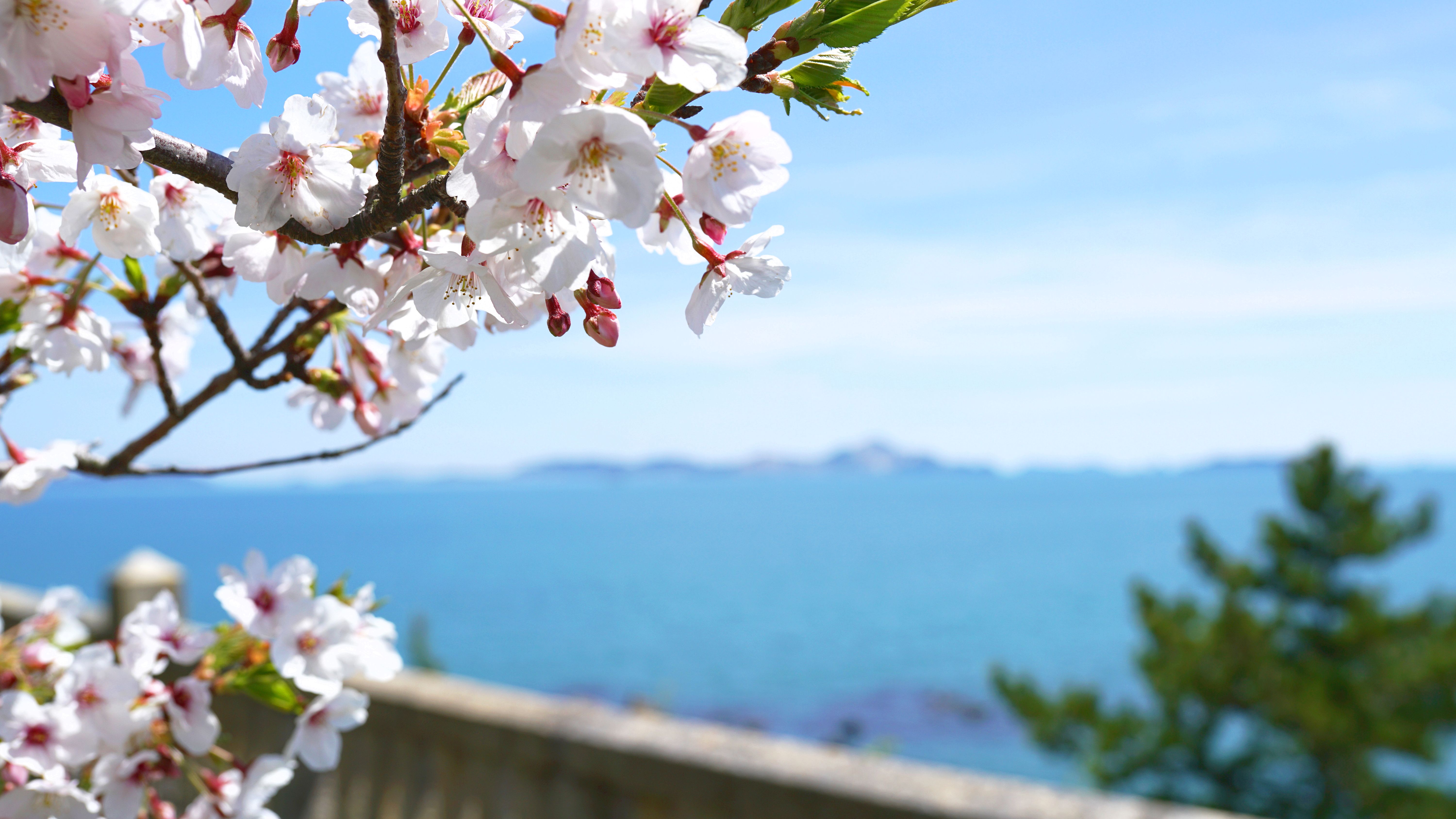 赤穂御崎　桜