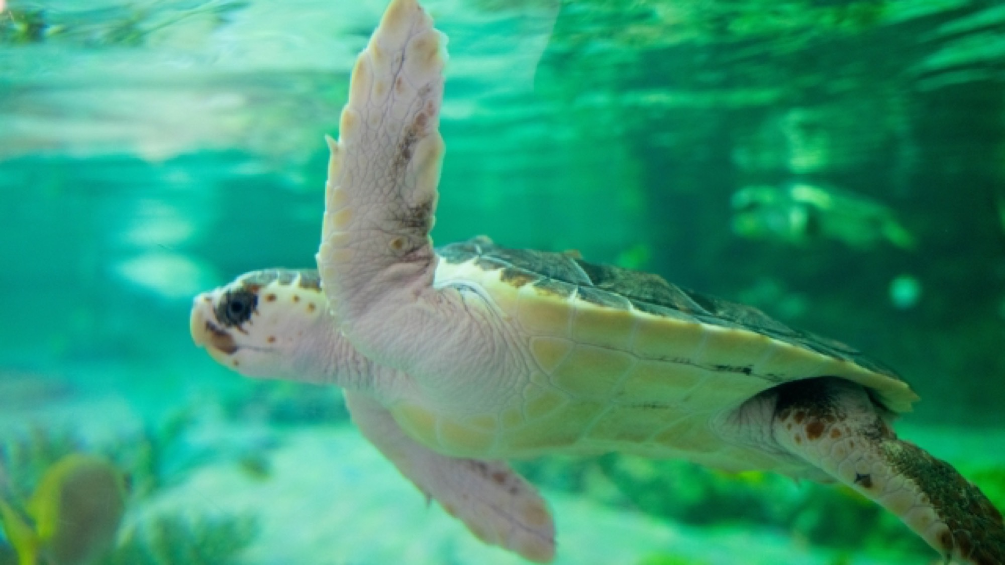 【鴨川シーワールドチケット付｜1泊朝食】お子様も大満足！ファミリーで楽しい水族館をゆっくり満喫