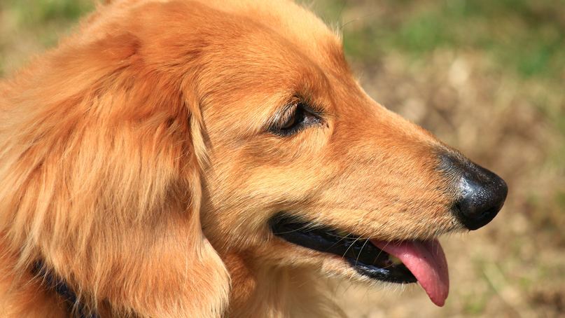 【ペットと泊まれる宿】《夕朝食付き》わんちゃん専用フロアは1室のみ！〜愛犬とお出かけカモ旅〜