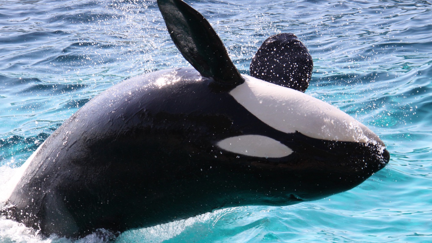 【鴨川シーワールドチケット付｜1泊朝食】お子様も大満足！ファミリーで楽しい水族館をゆっくり満喫