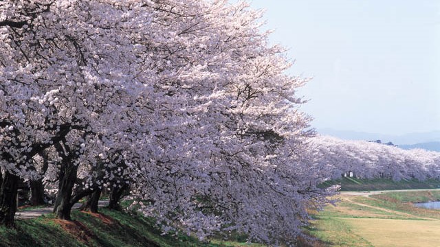 ●足羽川桜並木
