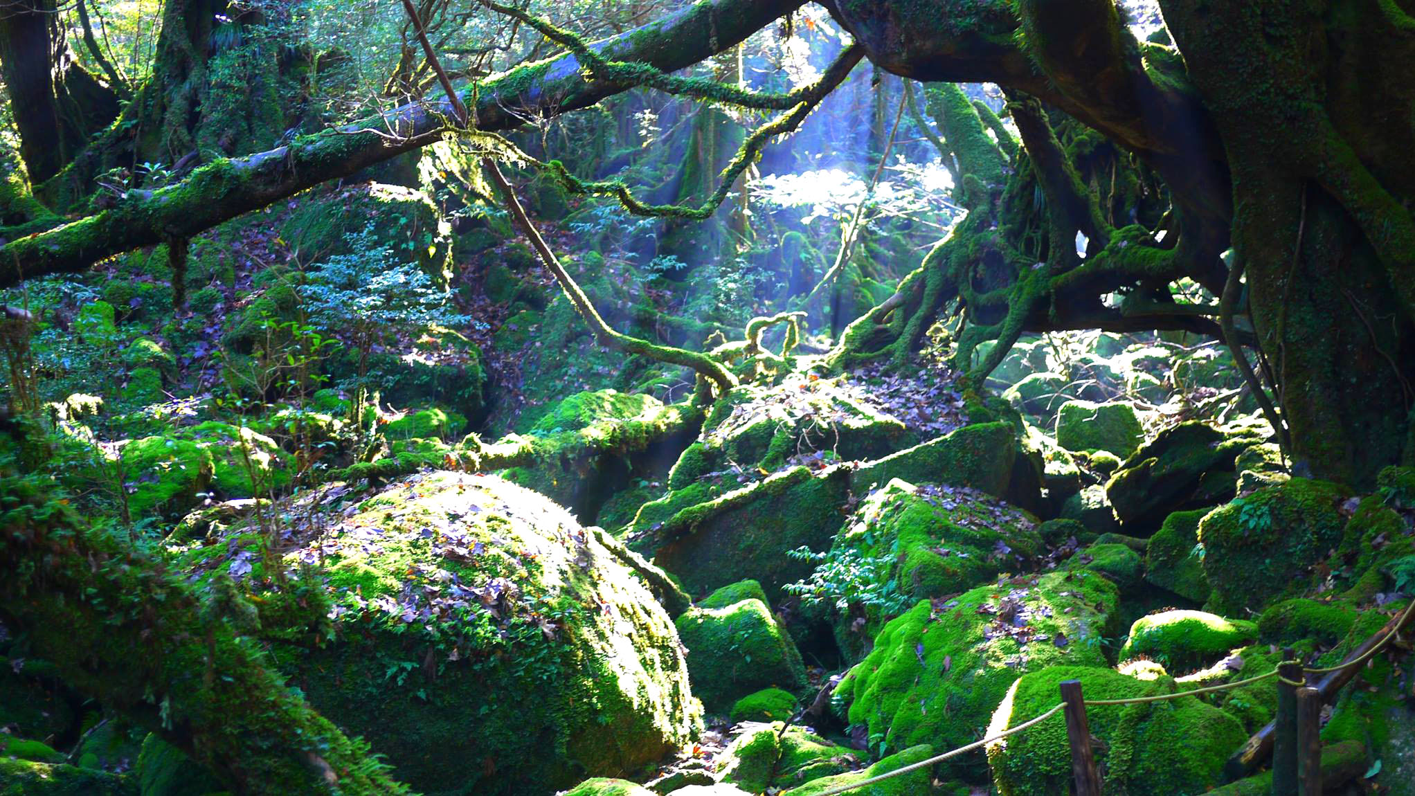 【白谷雲水峡】