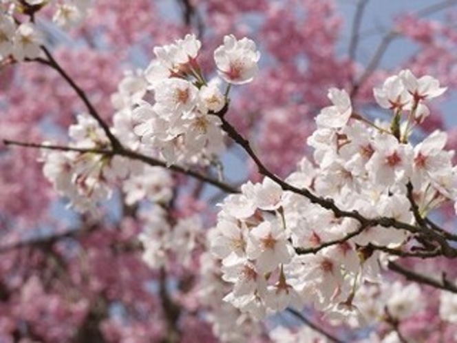 奥多摩湖の春