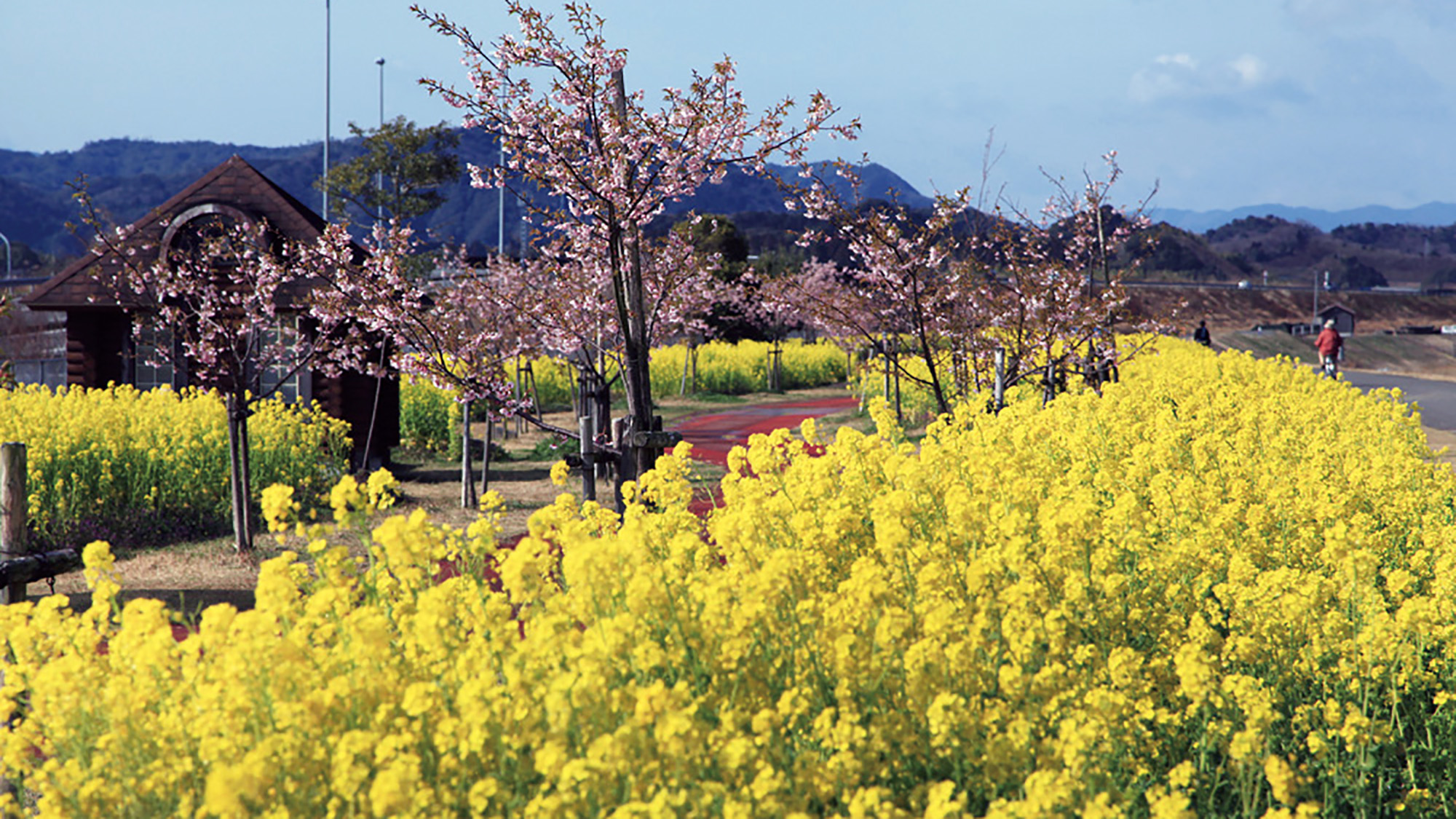 *周辺観光：天下一ひむか桜と菜の花