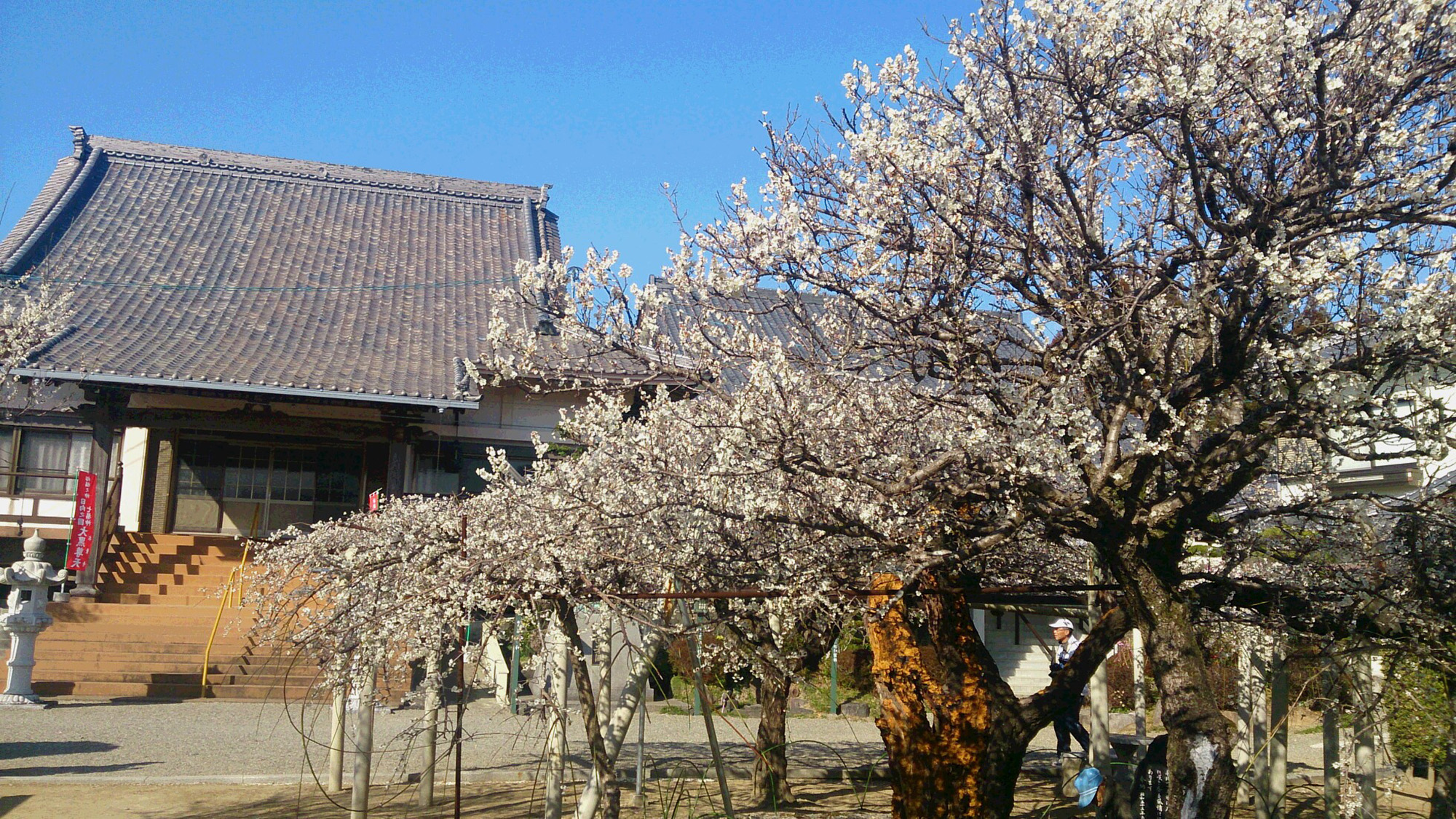 *周辺観光：本東寺 慧日梅 