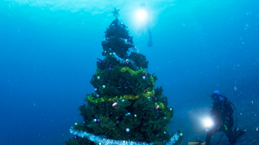 *クリスマスダイビング☆なんと、海中に大きなクリスマスツリー！！