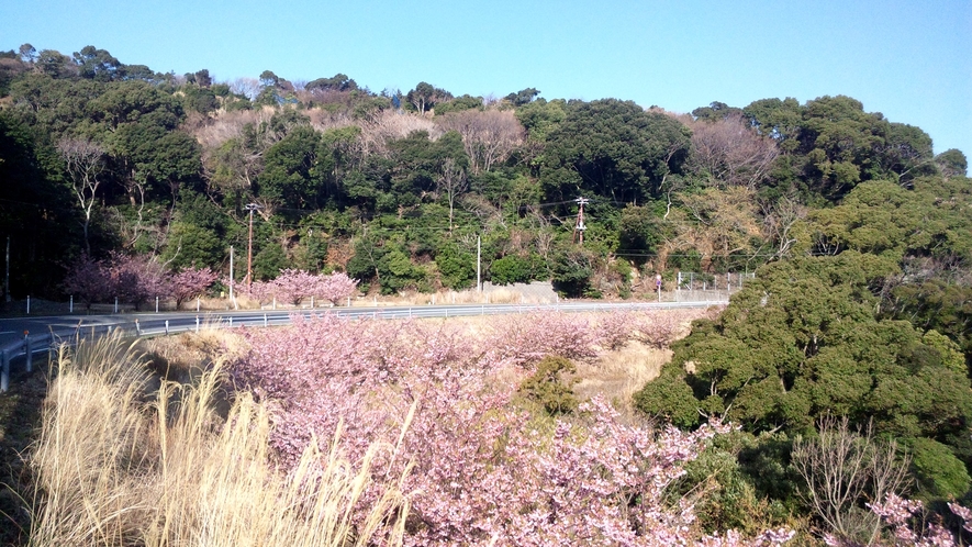 *春の河津桜／伊豆の名物河津桜の他、近隣には桜を見られるスポットがありますよ☆