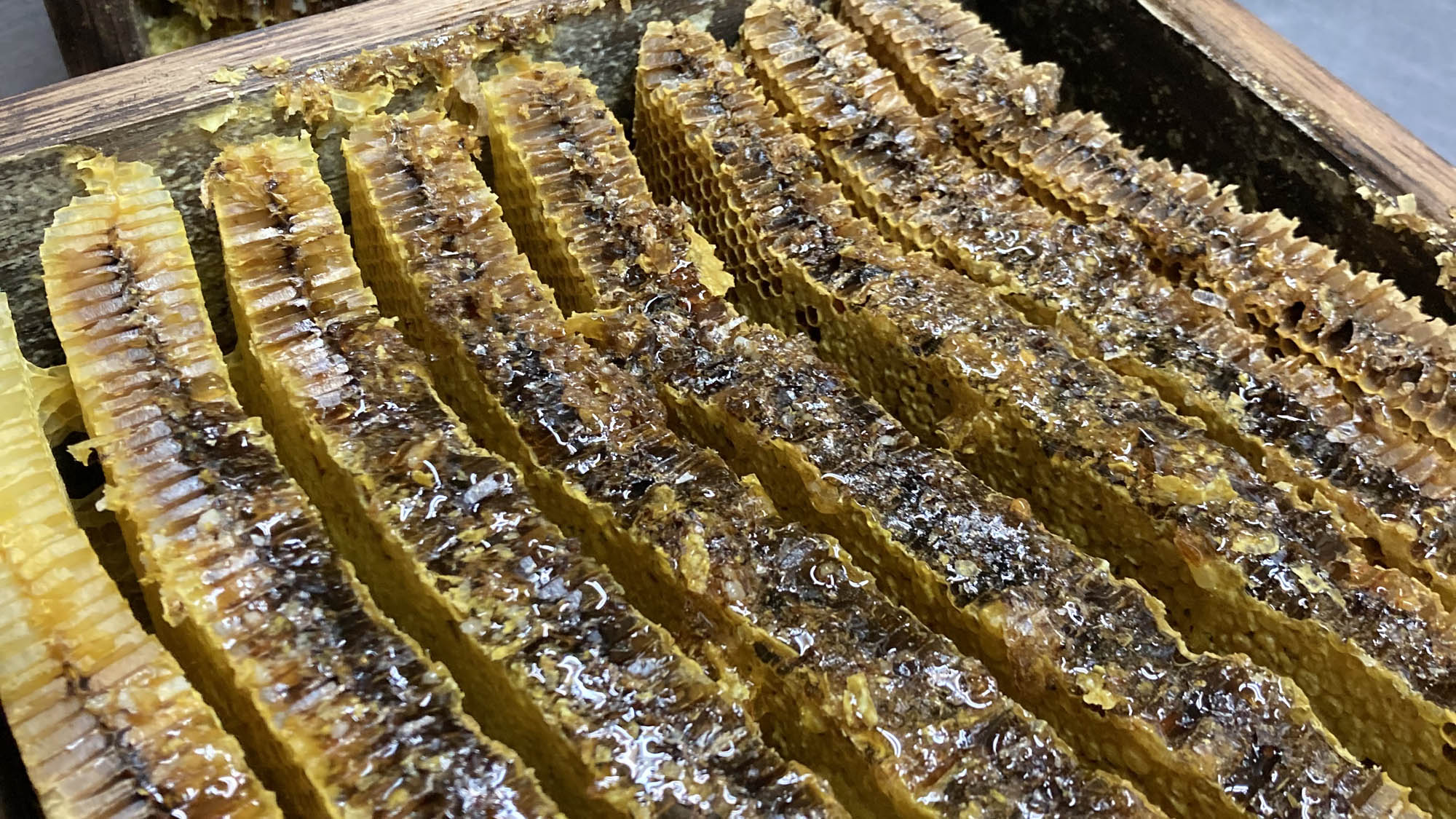 ミツバチ養蜂