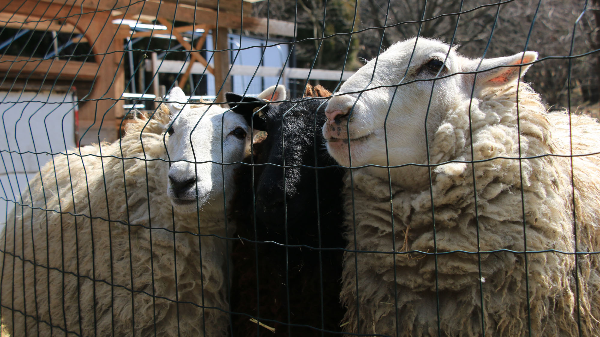 広いガーデンには3頭の羊たち♪