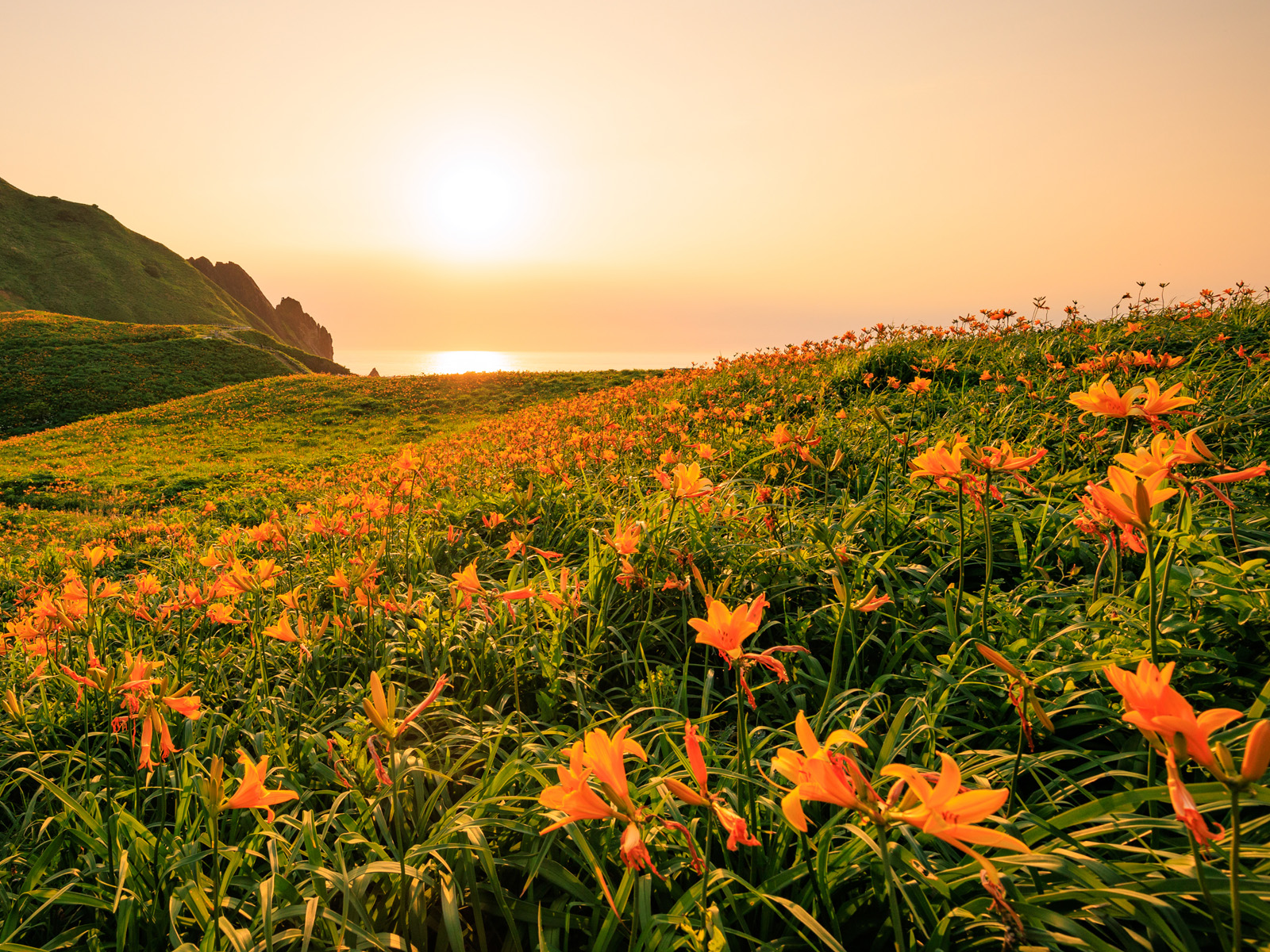 佐渡に咲く黄色い花【カンゾウ】夕景