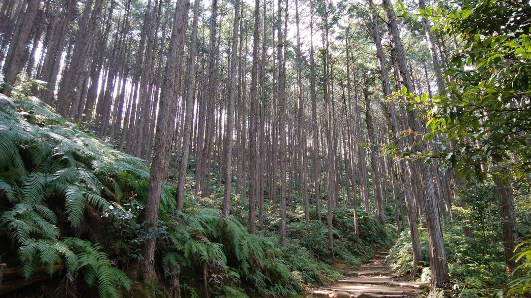 世界遺産『熊野古道』を楽しむ！昼食用おにぎり付【熊野古道歩きを楽しむプラン】