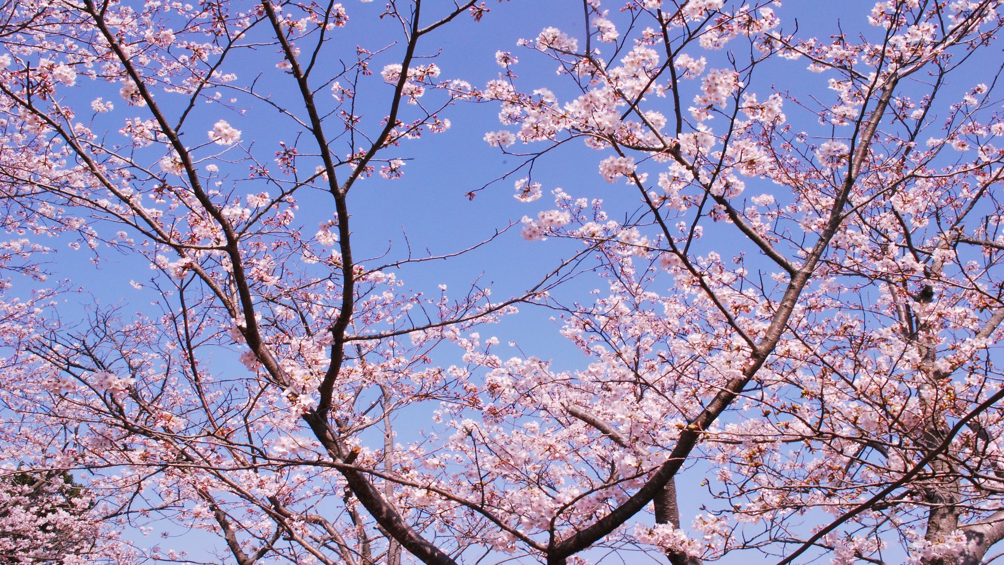 平草原公園桜（例年見ごろ3月下旬から4月上旬）