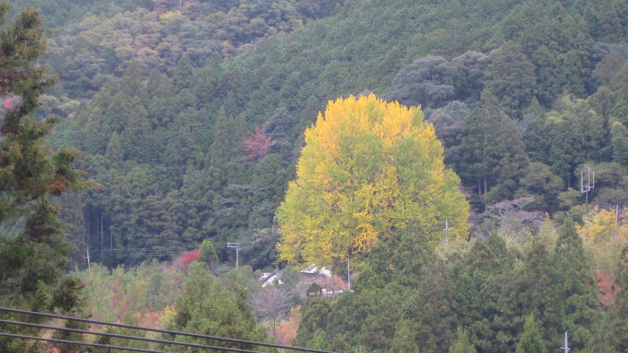 秋になると鮮やかな黄色に色づく市指定の天然記念物「福定の大銀杏」