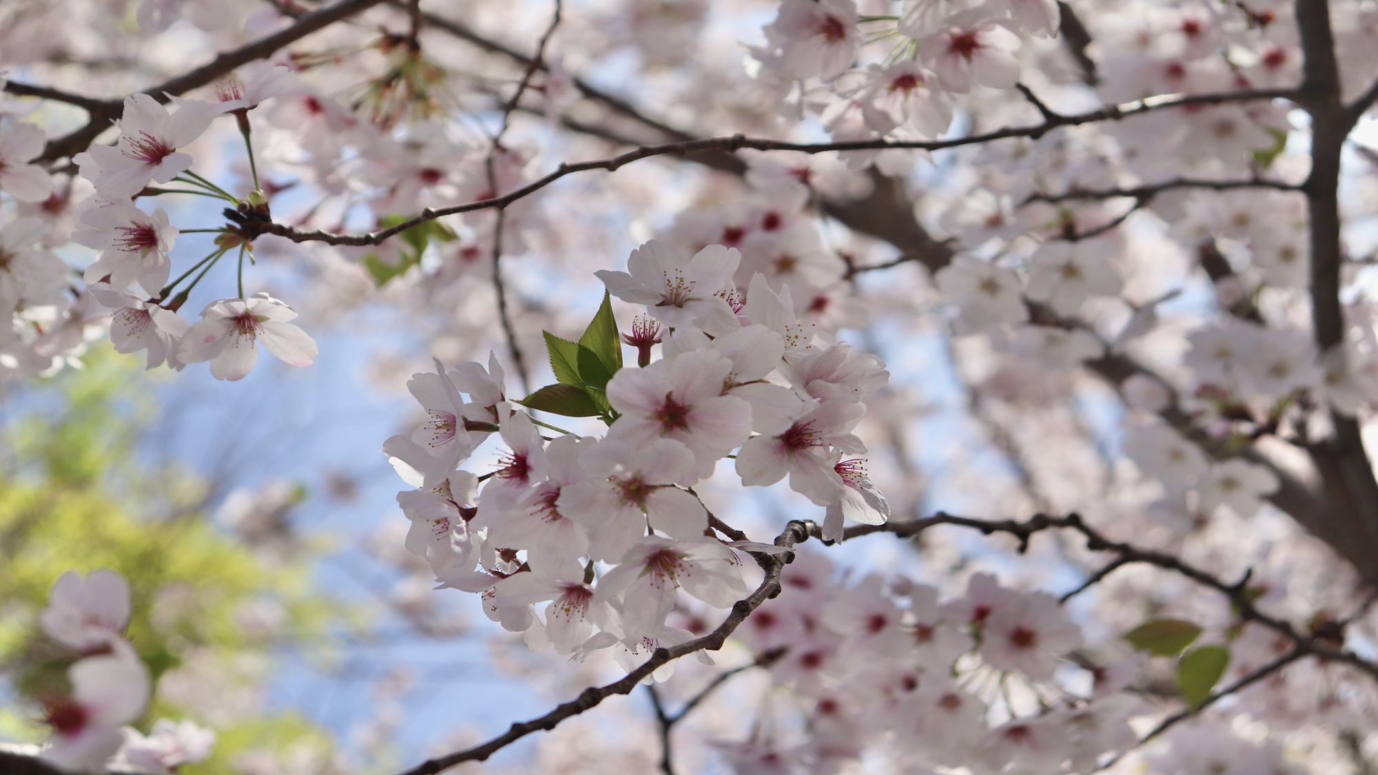 平草原公園桜（ホテルから車で約30分）