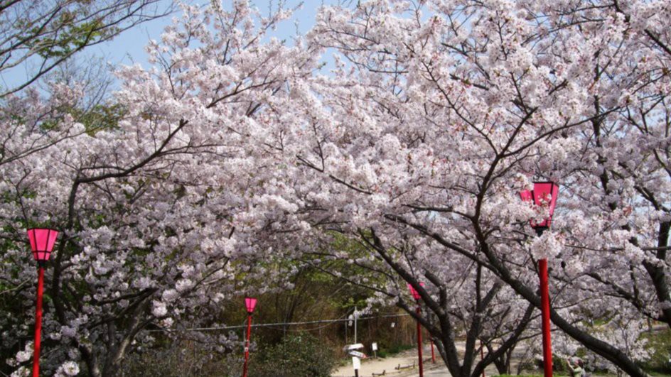 白浜温泉を一望できる【平草原公園】は、一年を通じて様々な花木を観賞できます。