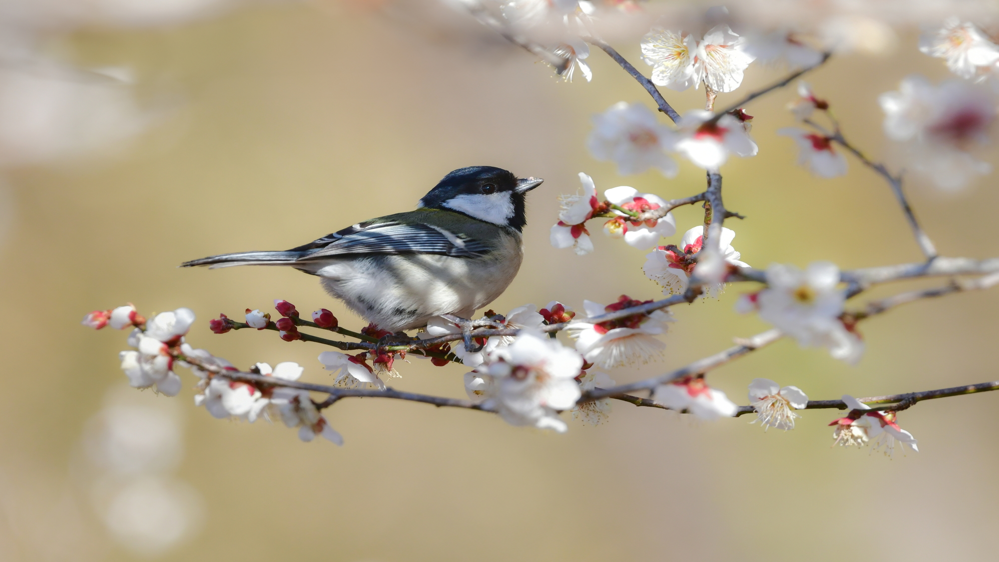南部梅林（イメージ）