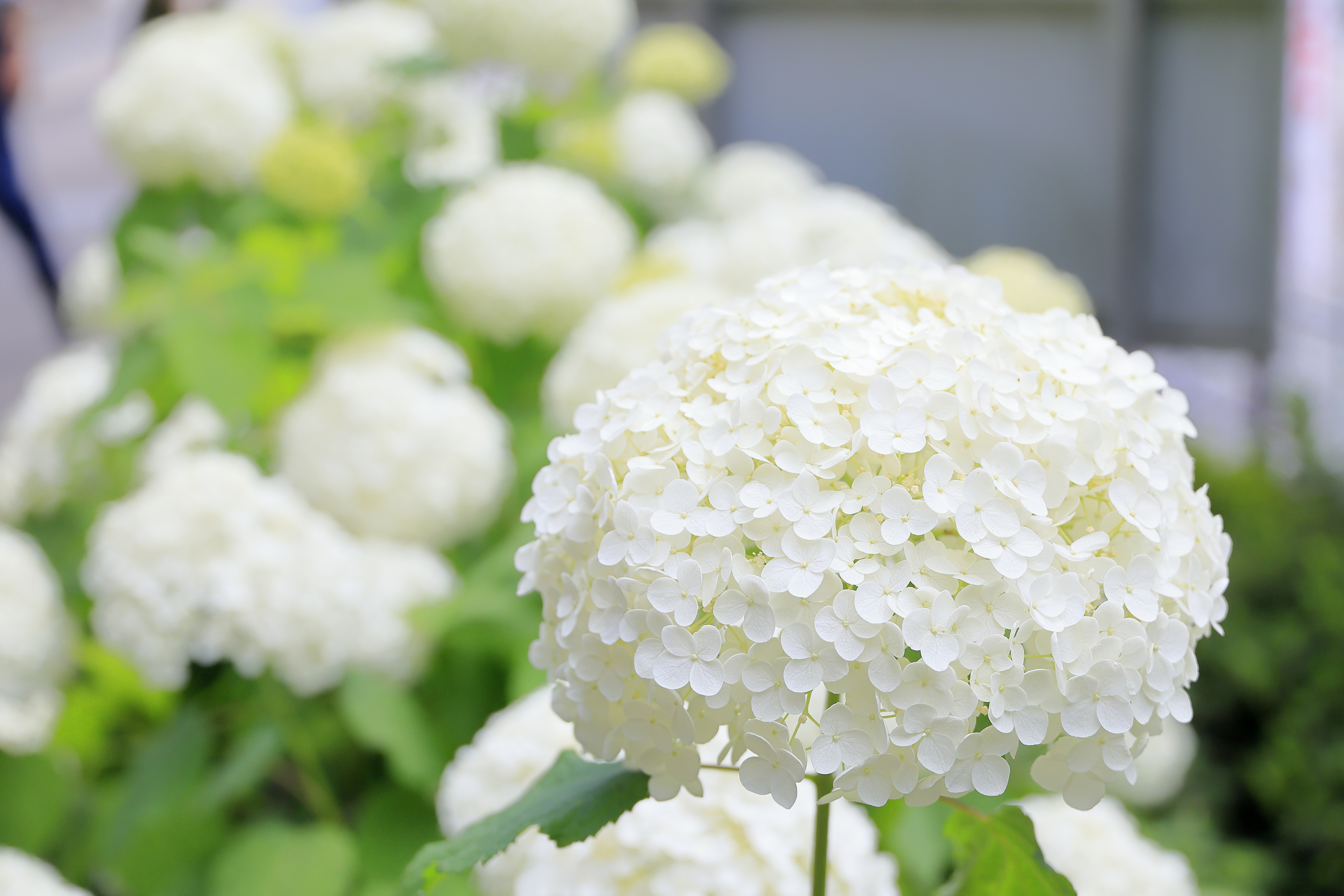 あじさい曼荼羅園