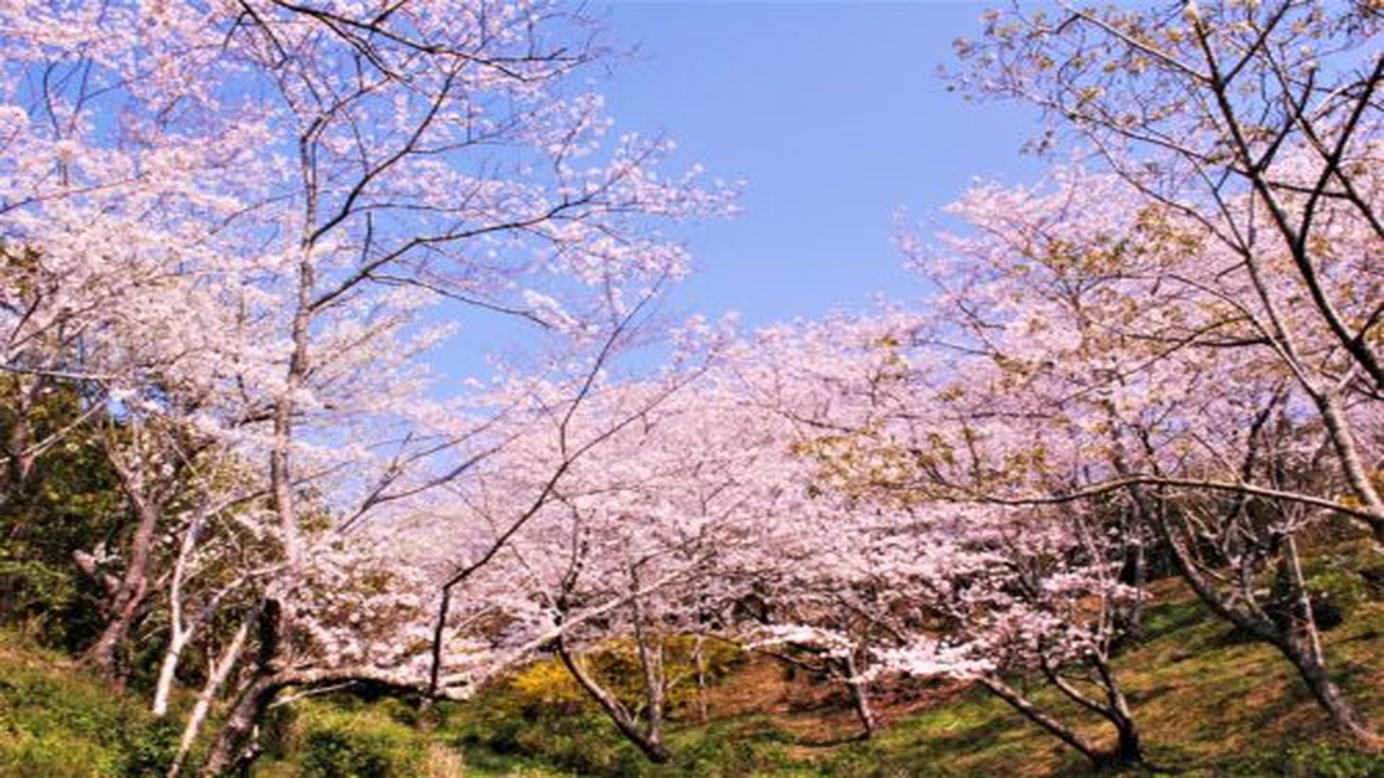 平草原公園桜（夜桜ライトアップ3/25～4/1まで）