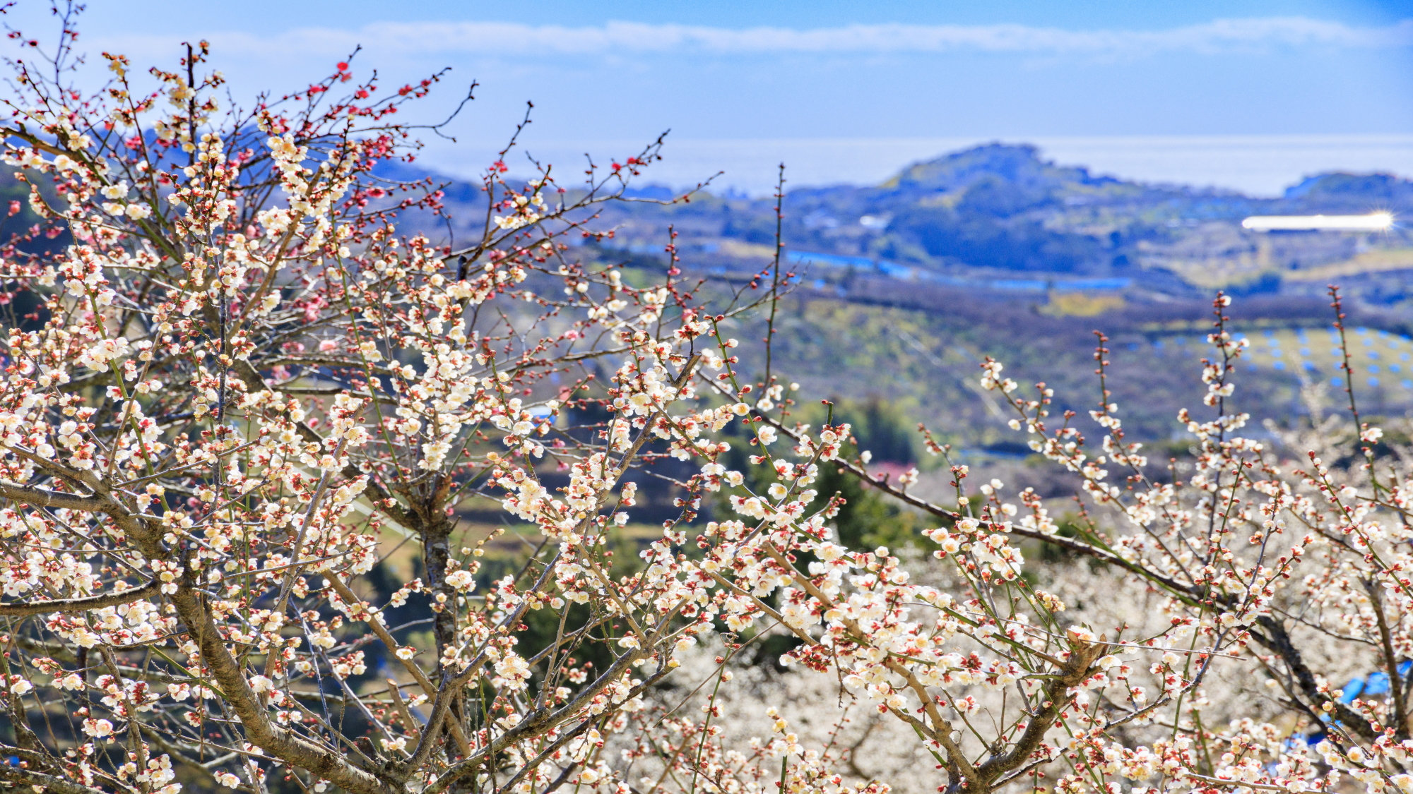南部梅林（山側イメージ）