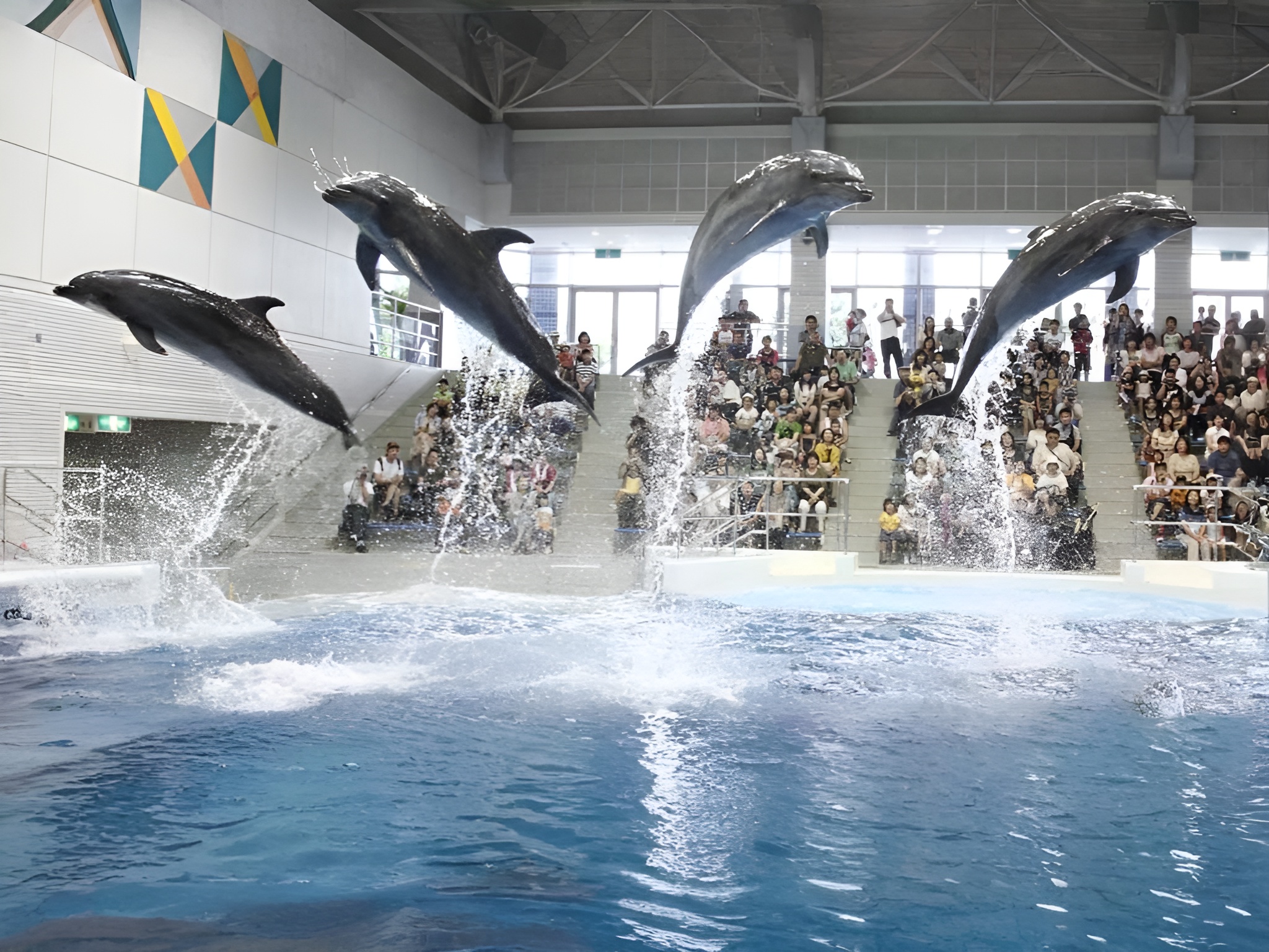 かごしま水族館　イルカショー