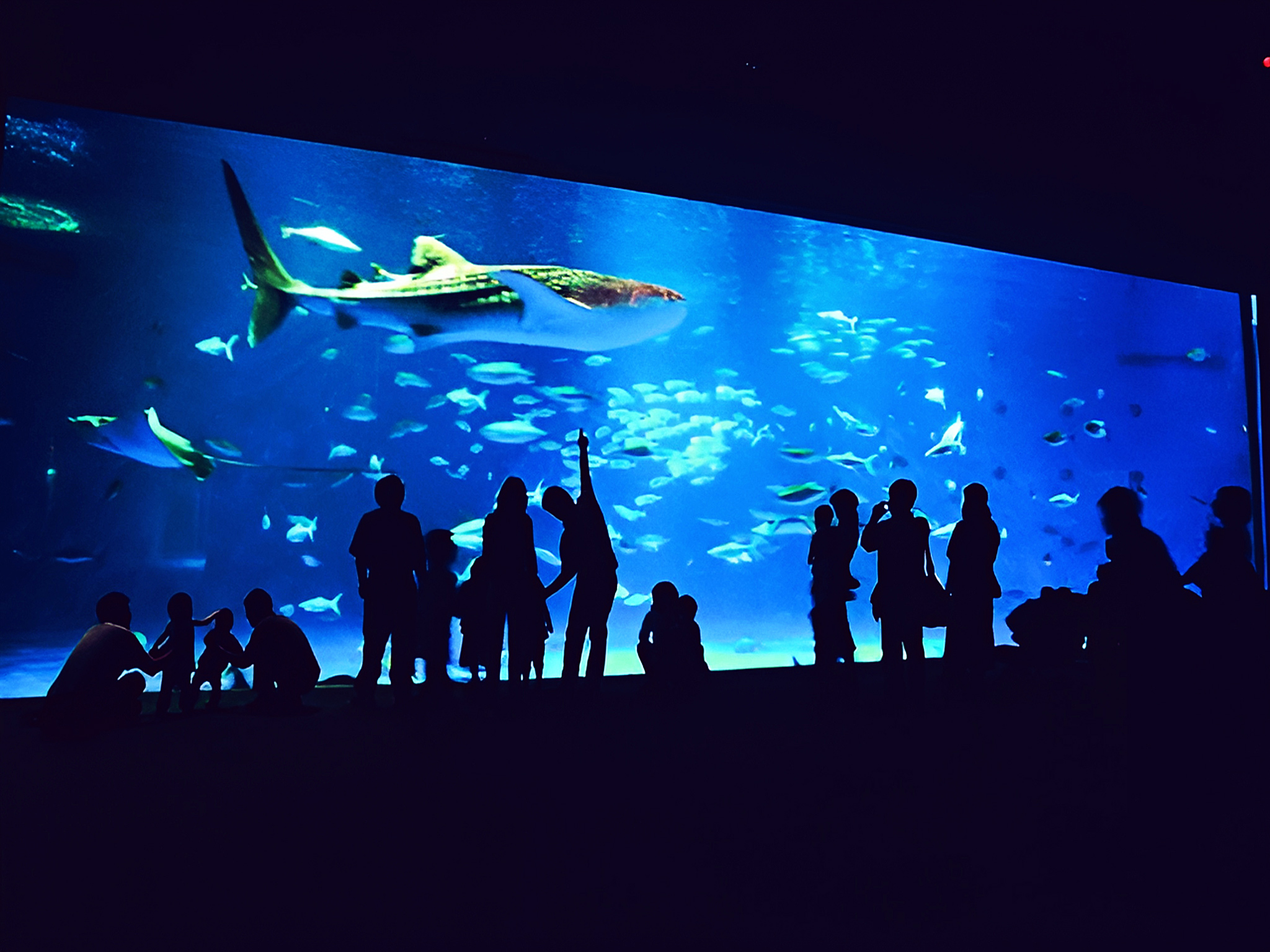 かごしま水族館　ジンベイザメ