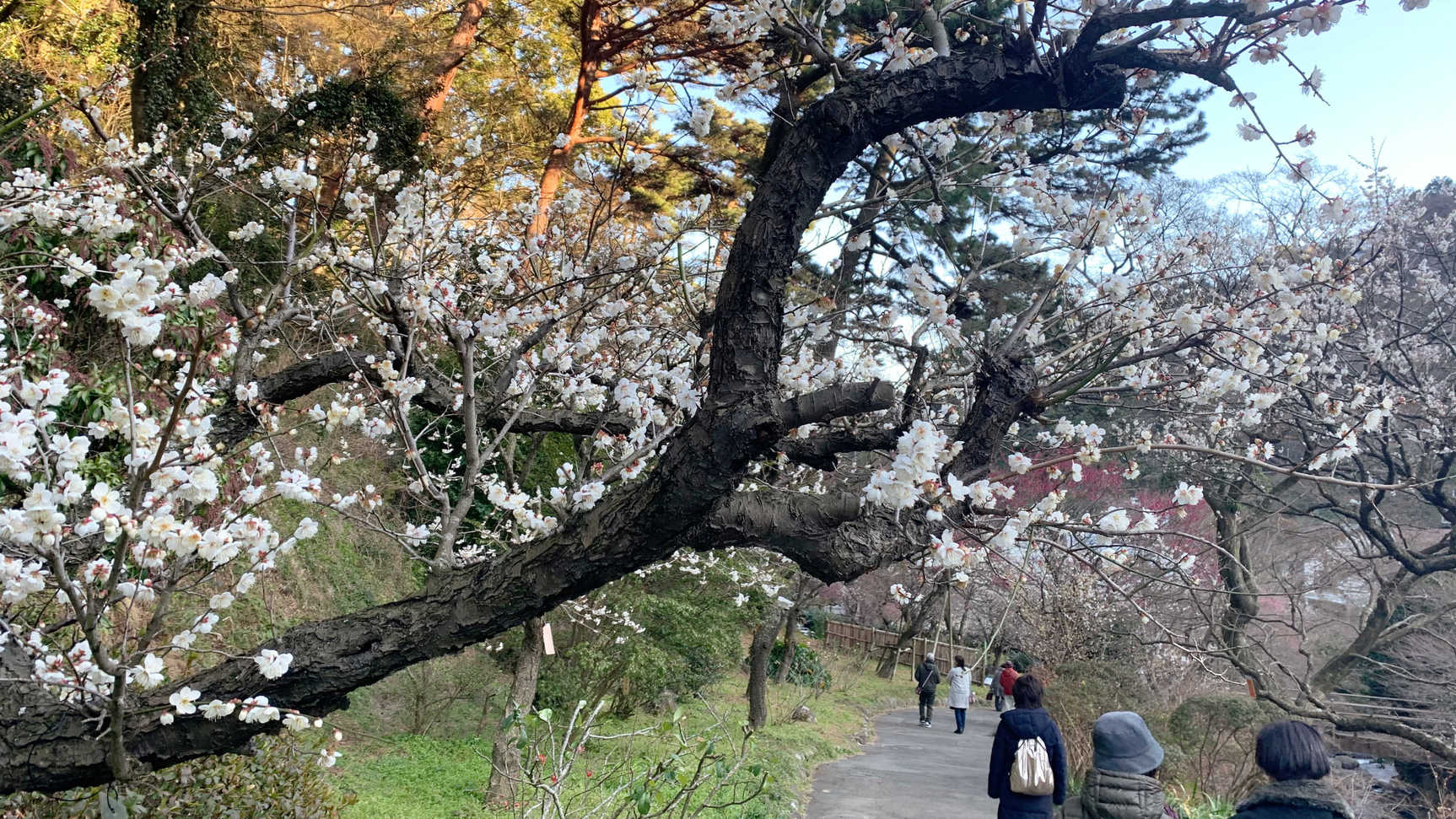 〜梅と桜がお出迎え〜熱海で春の訪れを感じる旅！1泊2食付き　創作洋食膳＋ハーフバイキングプラン