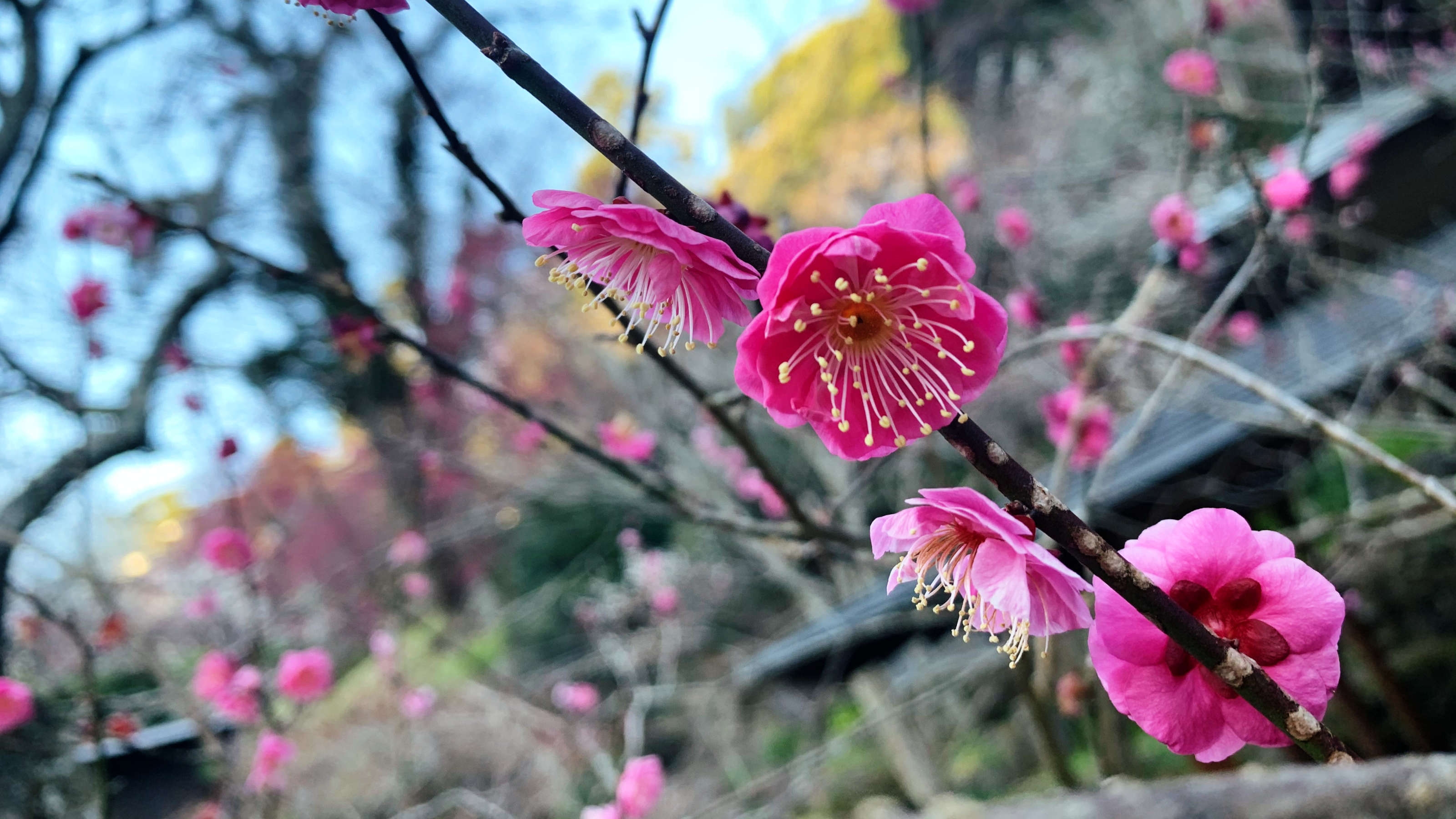 〜梅と桜がお出迎え〜熱海で春の訪れを感じる旅！1泊2食付き　創作洋食膳＋ハーフバイキングプラン