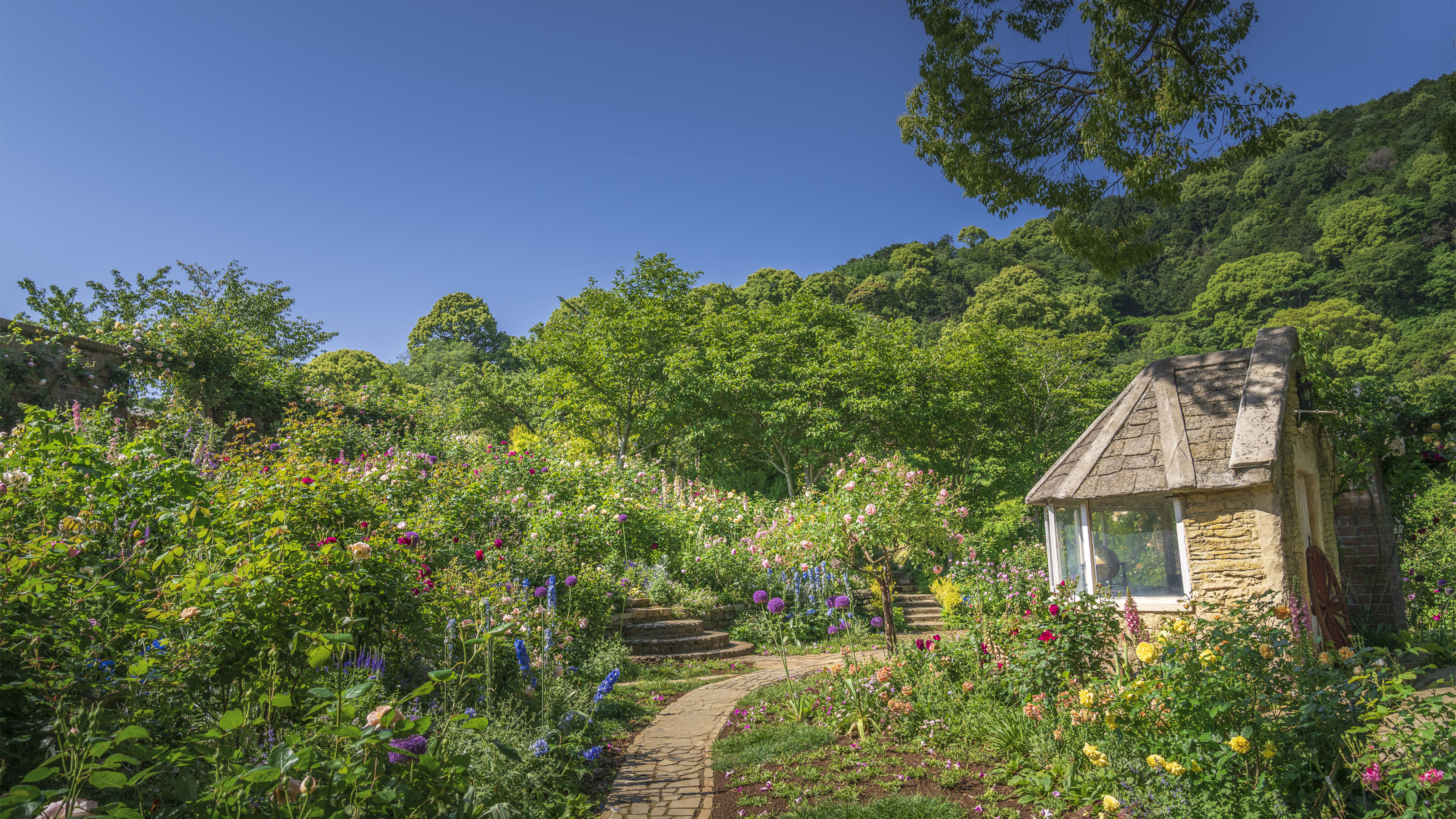 アカオフォレスト