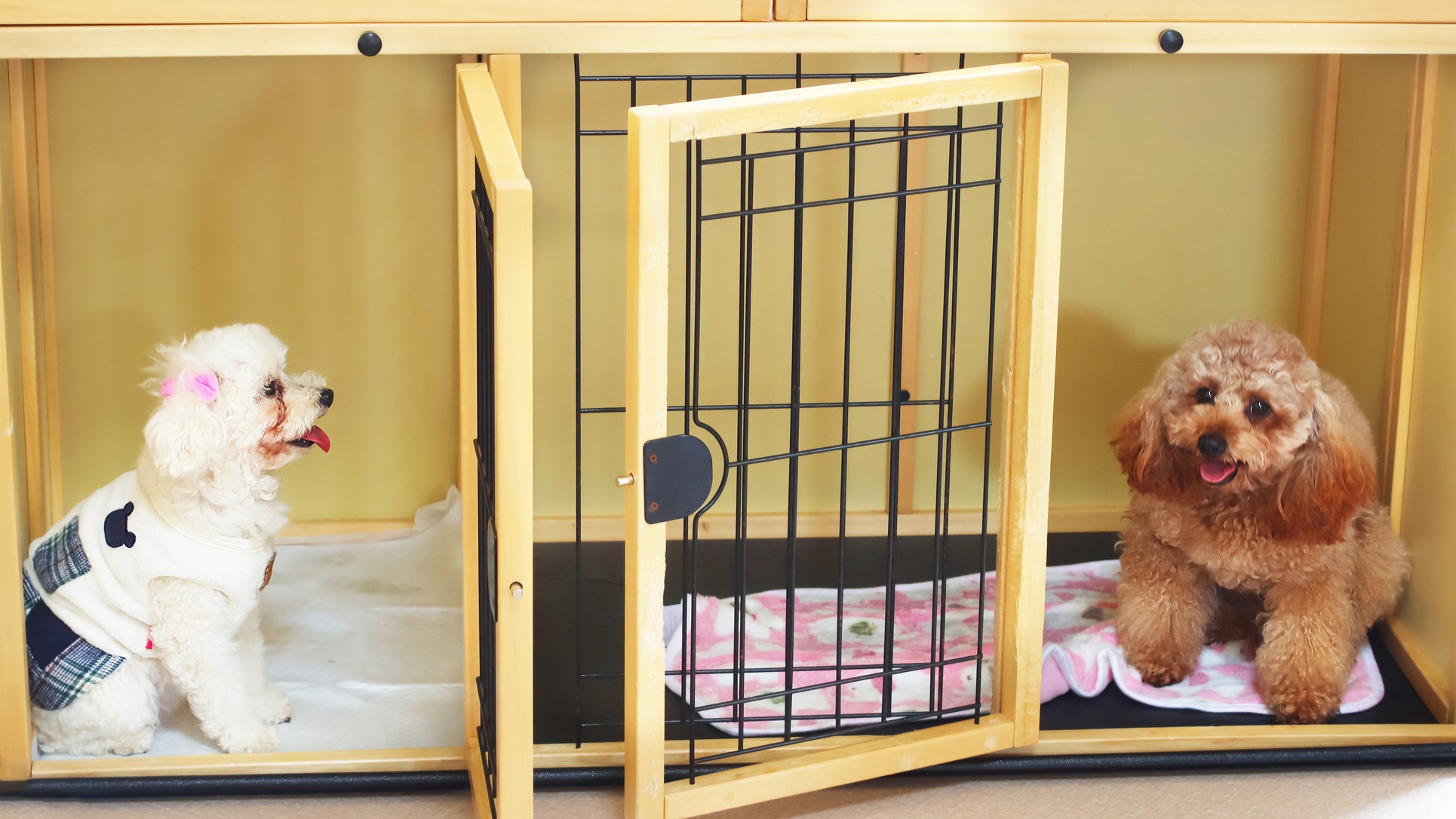 愛犬と一緒に泊まろう♪わくわく素泊まりプラン